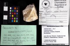 Foto (Objket + Etiketten) von Culmenformosa sp. 